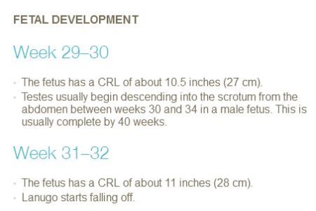 PP Fetal develop 29 to 32 weeks