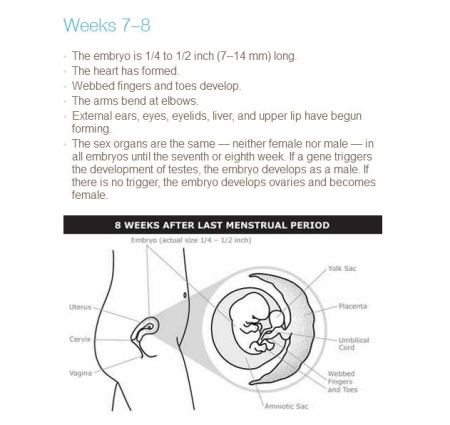 PP Fetal develop 7 to 8 weeks