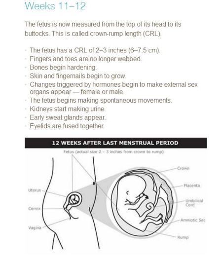 PP Fetal develop11 to 12 weeks
